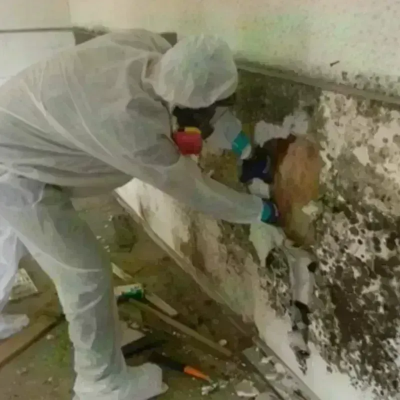 Mold Remediation and Removal in Claiborne County, MS